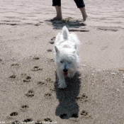 Photo de West highland white terrier