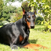 Photo de Dobermann