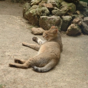 Photo de Chat des marais