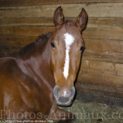 Photo de Quarter horse