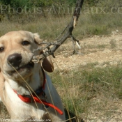 Photo de Labrador retriever