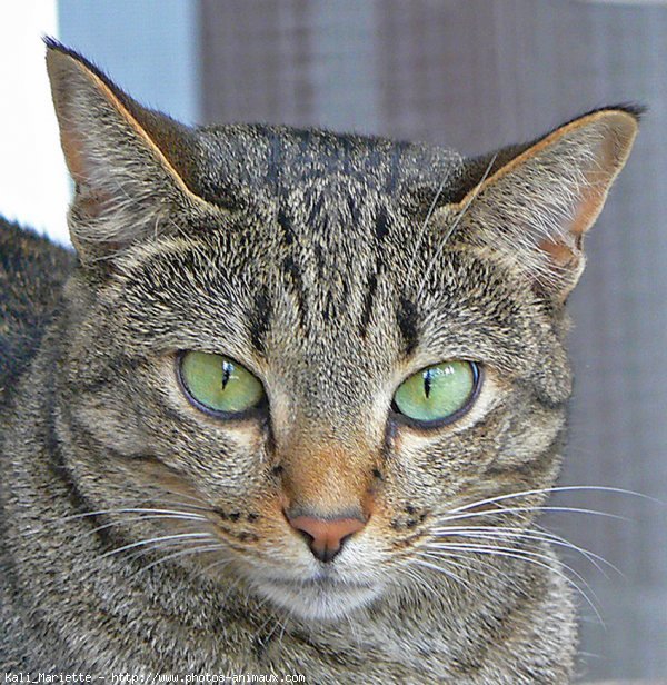 Photo d'Ocicat