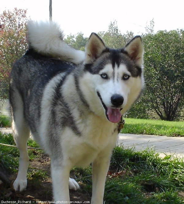 Photo de Husky siberien