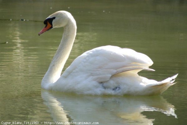 Photo de Cygne