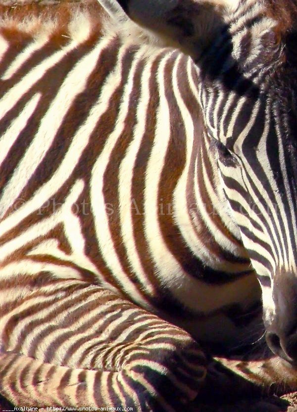 Photo de Zebre