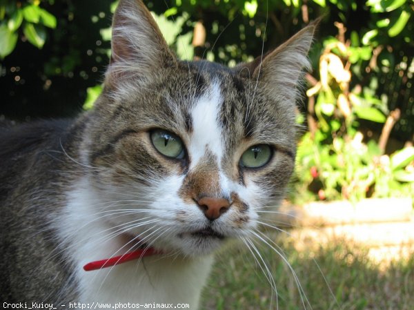 Photo de Chat domestique