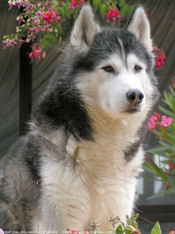 Photo de Husky siberien