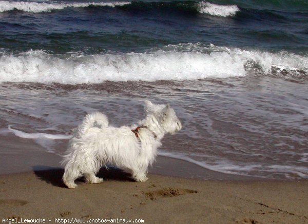 Photo de West highland white terrier