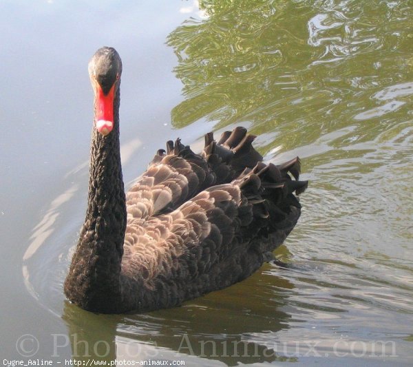 Photo de Cygne