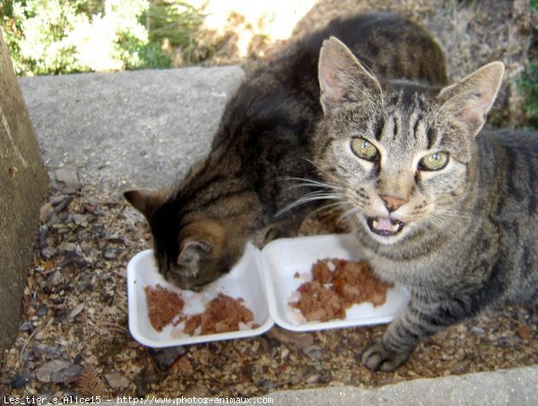 Photo de Chat domestique