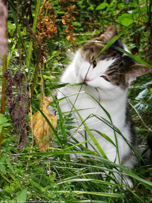 Photo de Chat domestique