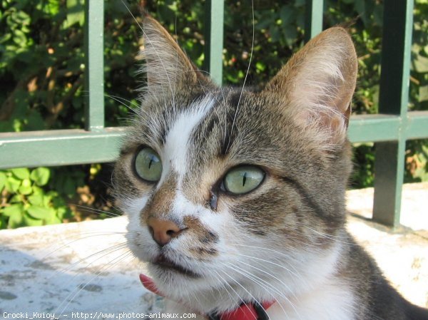 Photo de Chat domestique