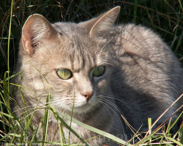 Photo de Chat domestique