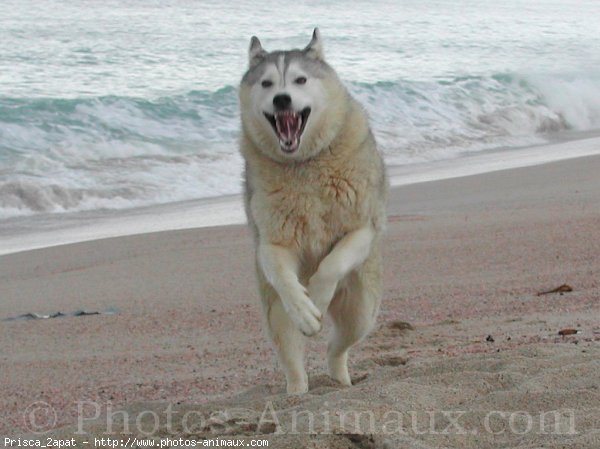 Photo de Husky siberien