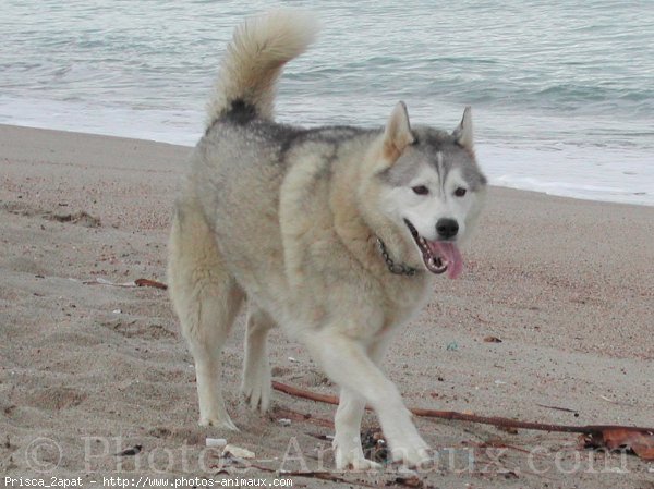 Photo de Husky siberien