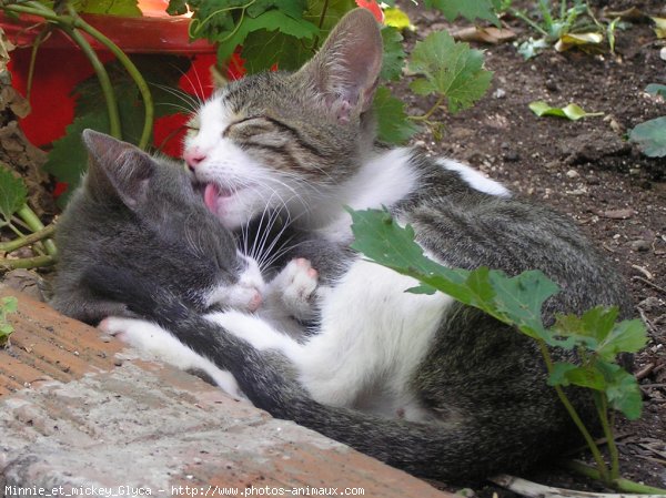 Photo de Chat domestique