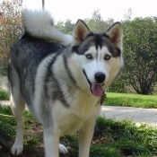 Photo de Husky siberien