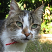 Photo de Chat domestique