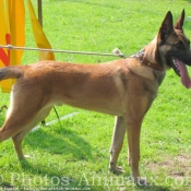 Photo de Berger belge malinois