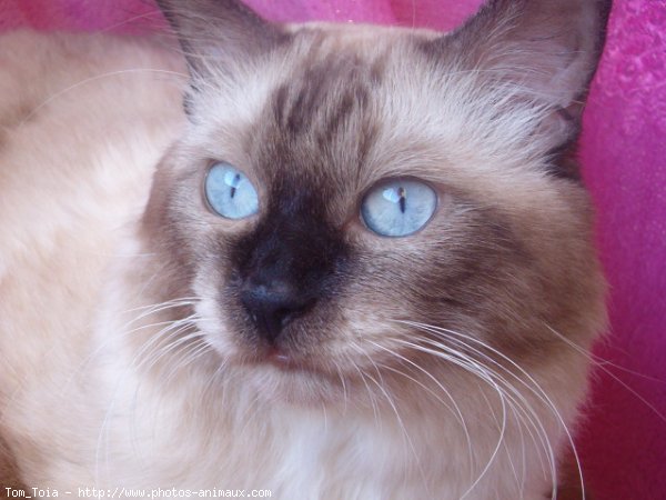 Photo de Sacr de birmanie