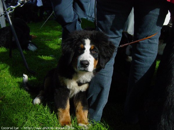 Photo de Bouvier bernois