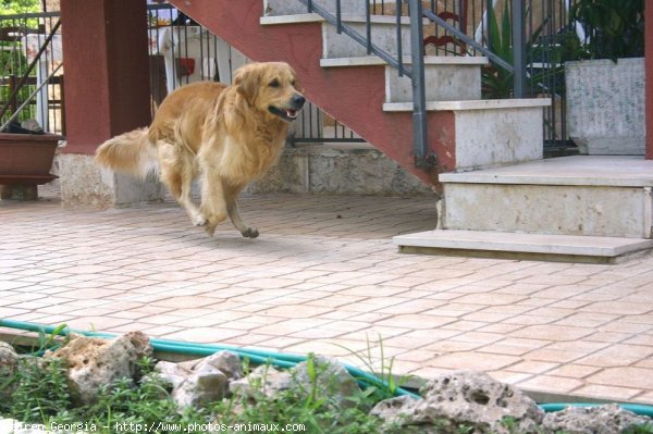 Photo de Golden retriever