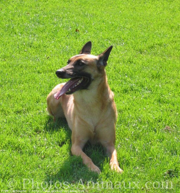 Photo de Berger belge malinois