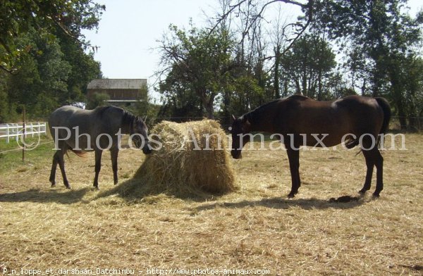 Photo de Races diffrentes