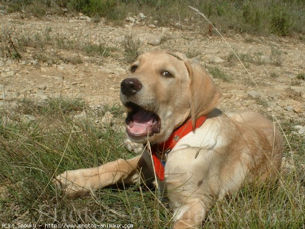 Photo de Labrador retriever