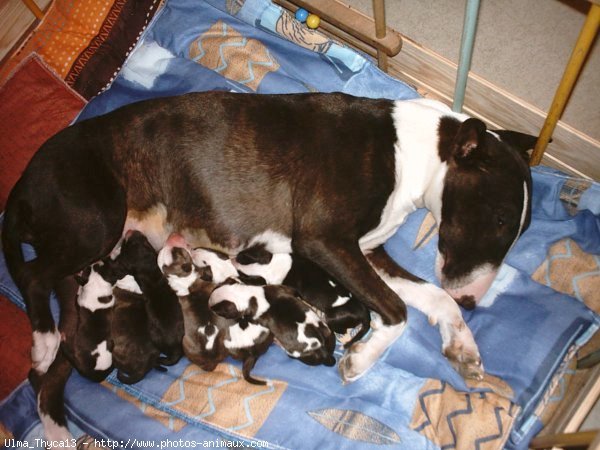 Photo de Bull terrier