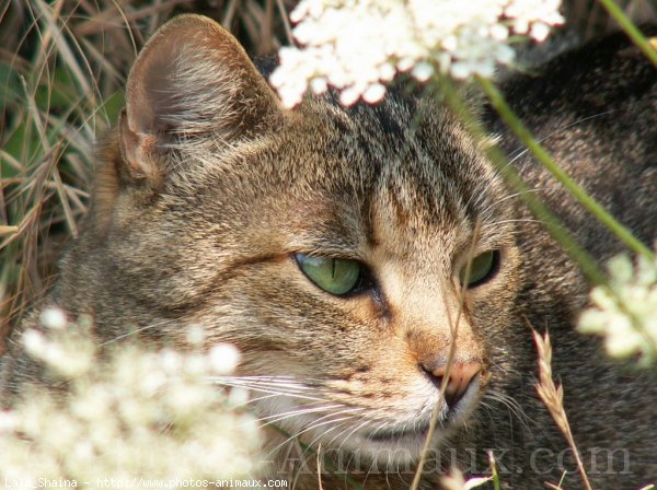 Photo de Chat domestique