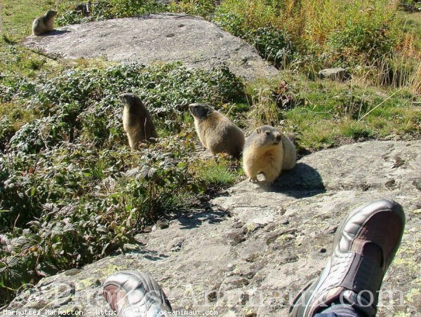 Photo de Marmotte