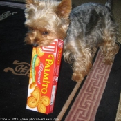 Photo de Yorkshire terrier