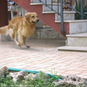 Photo de Golden retriever