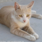 Photo de Chat domestique