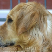 Photo de Golden retriever