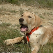 Photo de Labrador retriever