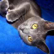 Photo de Chartreux