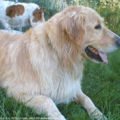 Photo de Golden retriever