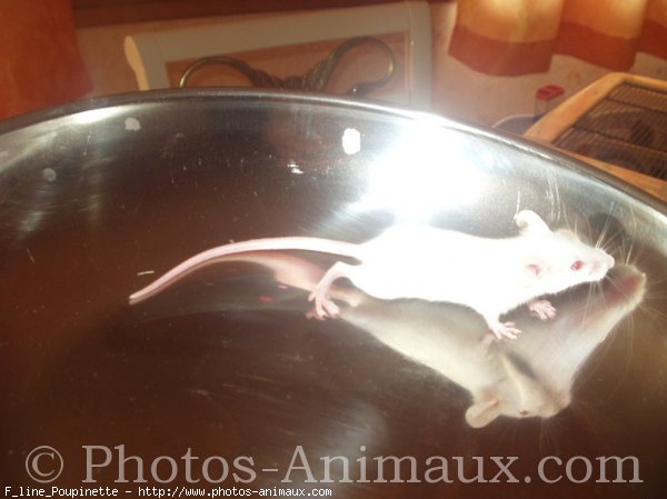 Photo de Souris