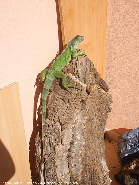 Photo d'Iguane