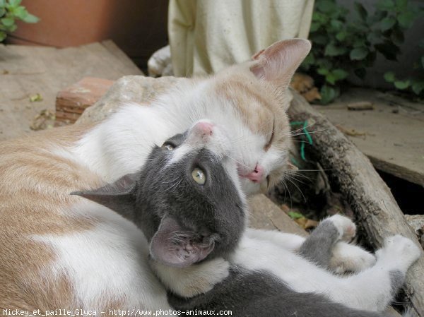 Photo de Chat domestique