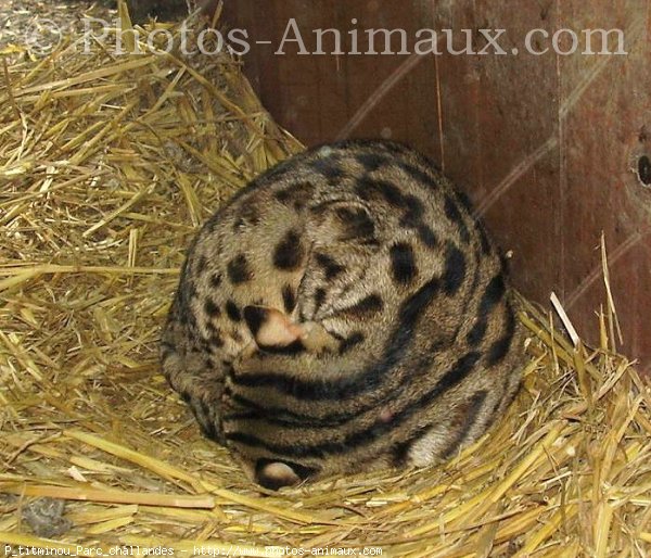 Photo de Races diffrentes