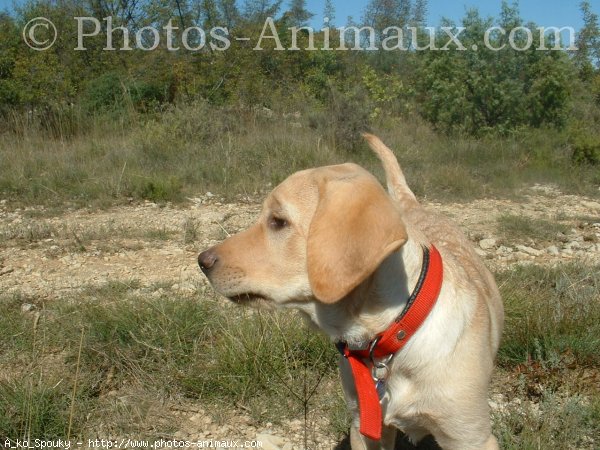 Photo de Labrador retriever