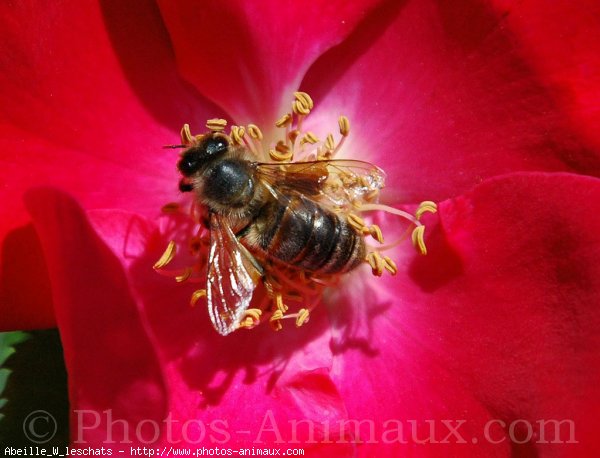 Photo d'Abeille