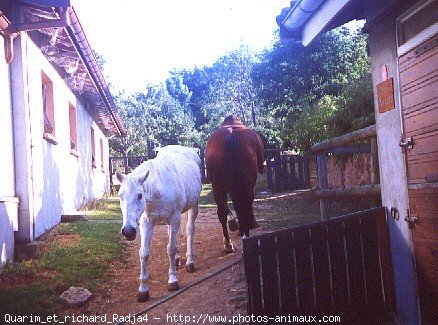 Photo de Races diffrentes