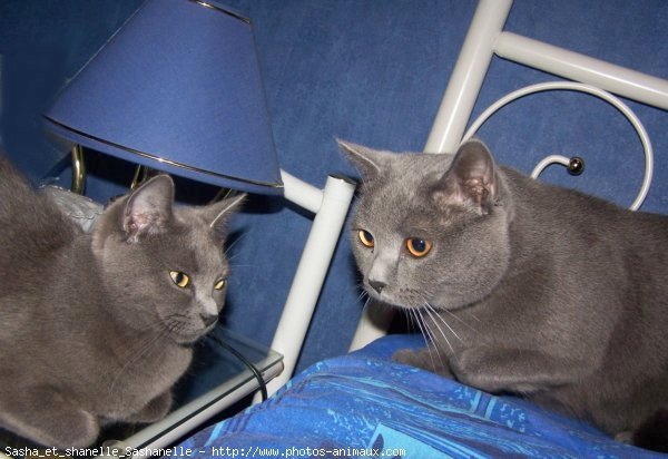 Photo de Chartreux