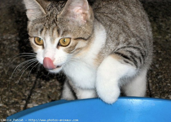 Photo de Chat domestique