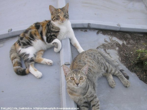 Photo de Chat domestique