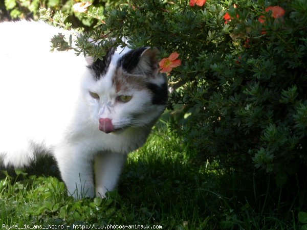 Photo de Chat domestique